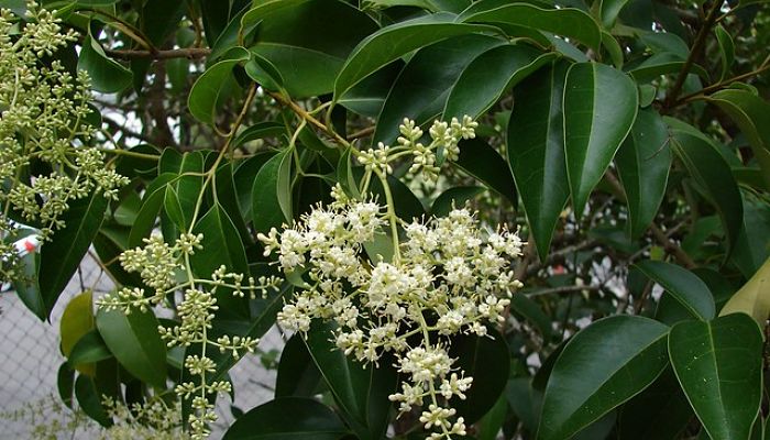 ligustrum