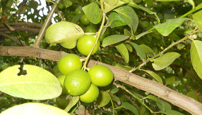 Limero (Citrus aurantifolia) 