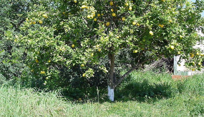 Limonero (Citrus limón) 