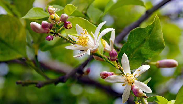 Flores de Limonero