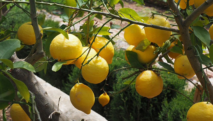 Limones