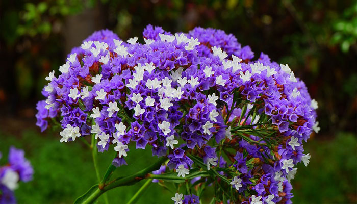 Limonium o lavanda de mar