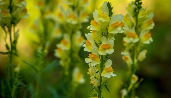 Linaria