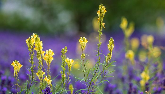 Linaria vulgaris