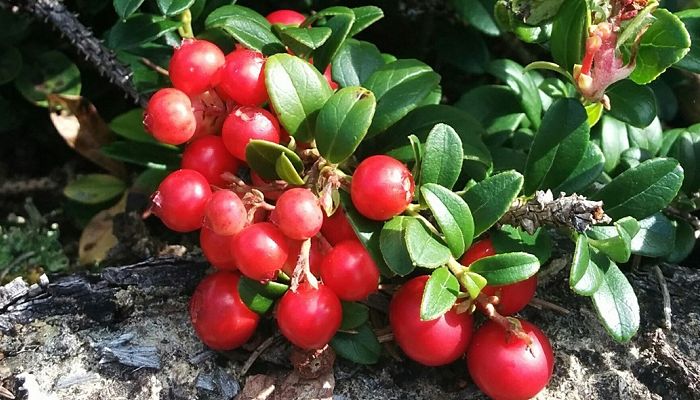 lingonberries