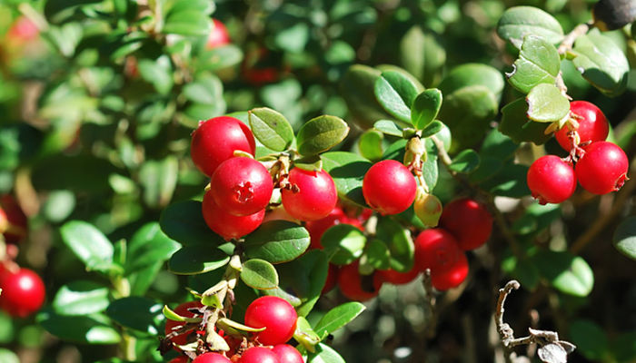 Lingonberries