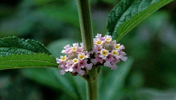 lippia alba