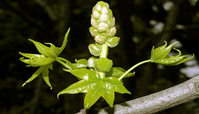 flores masculinas del liquidambar