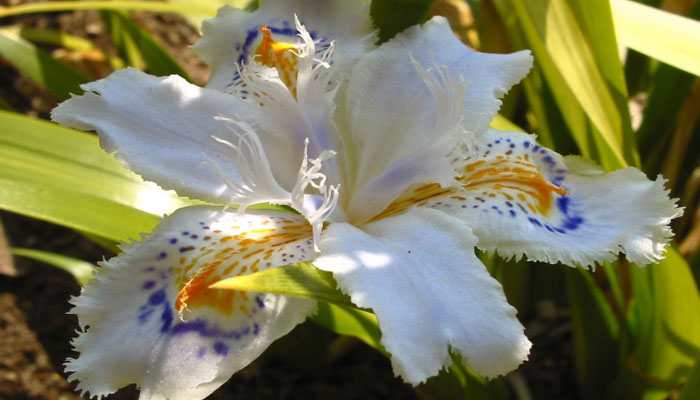 Iris japonica