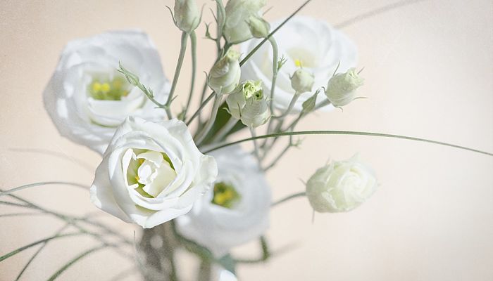 lisianthus