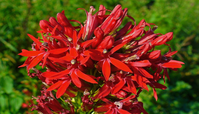 Lobelia cardinalis