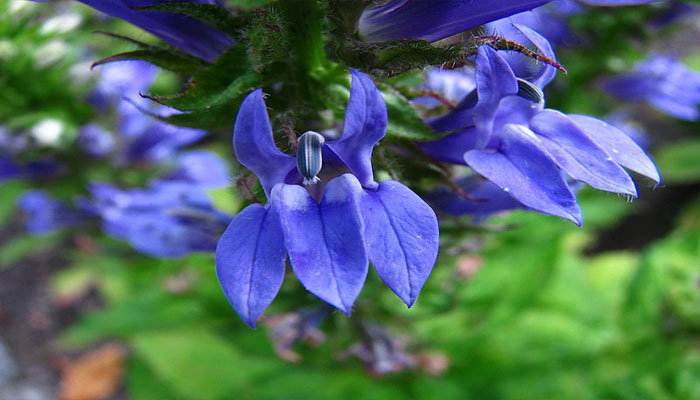 Lobelia siphilitica