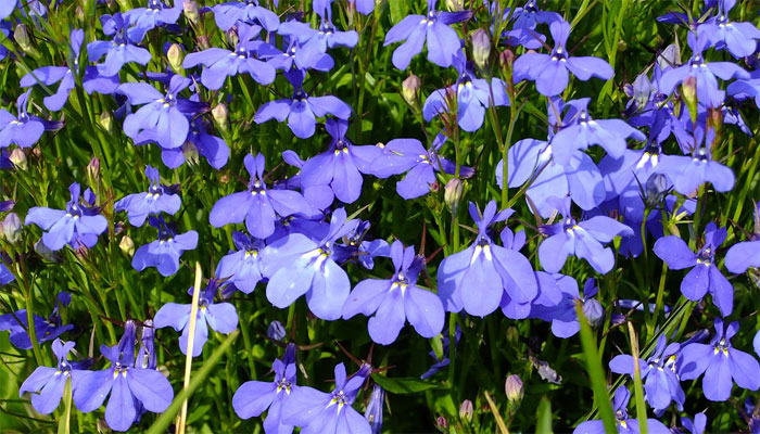 Lobelia tenuior