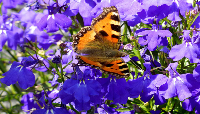 Planta que atrae mariposas