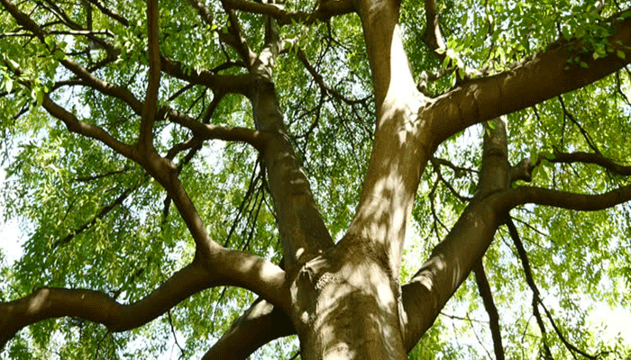 Lodoño (Celtis australis)