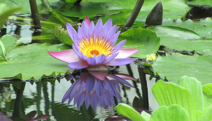 Loto azul (Nymphaea caerulea)