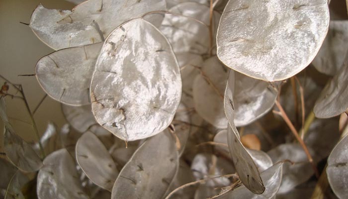 Hojas de Lunaria