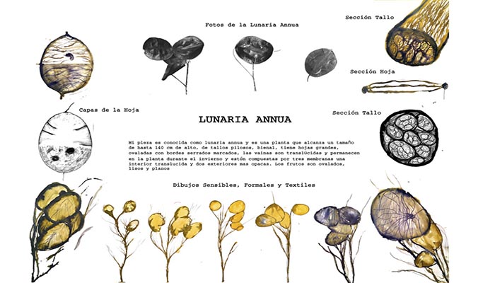 Características de la Lunaria Annua