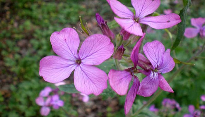 Flores de L. annua