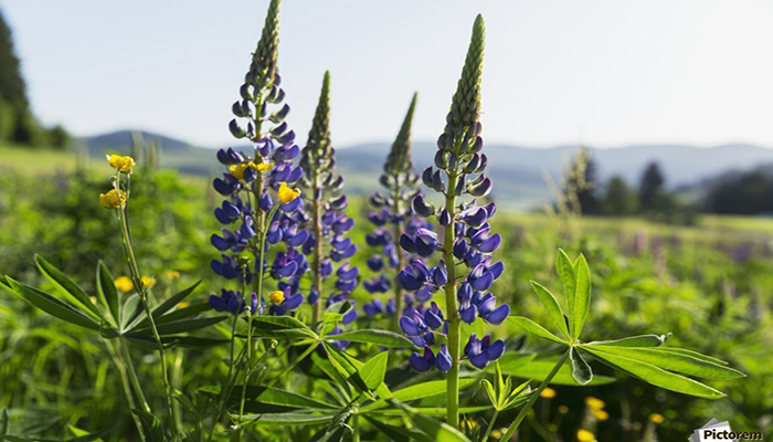 Lupino (lupinus polyphyllus)