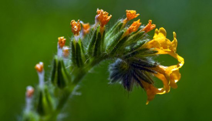 Flores de Lupino