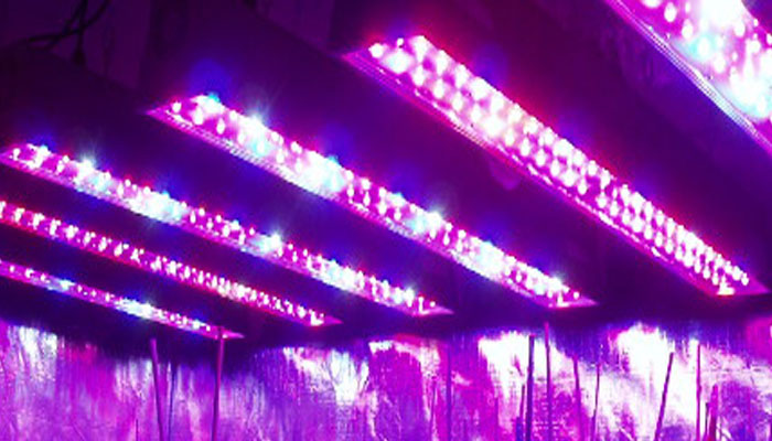 Luz ultravioleta para plantas