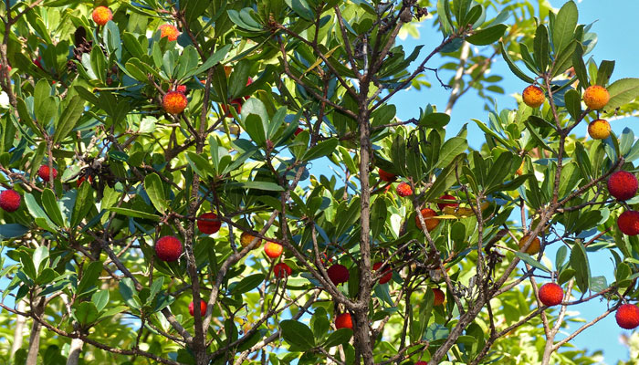 Arbutus unedo