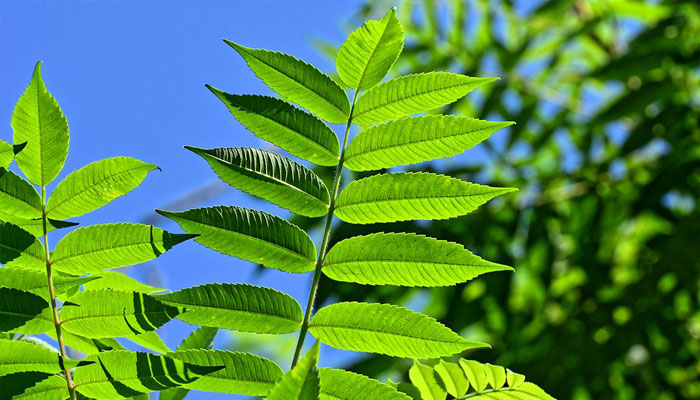 Clorofila presente en las plantas