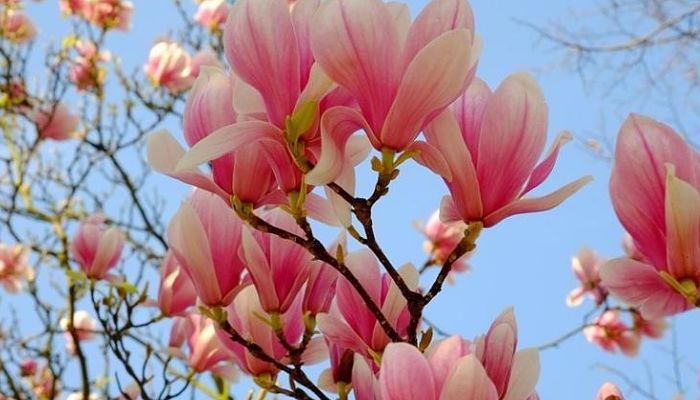 Investigarán las especies de Magnolia endémica para mejorar su conservación