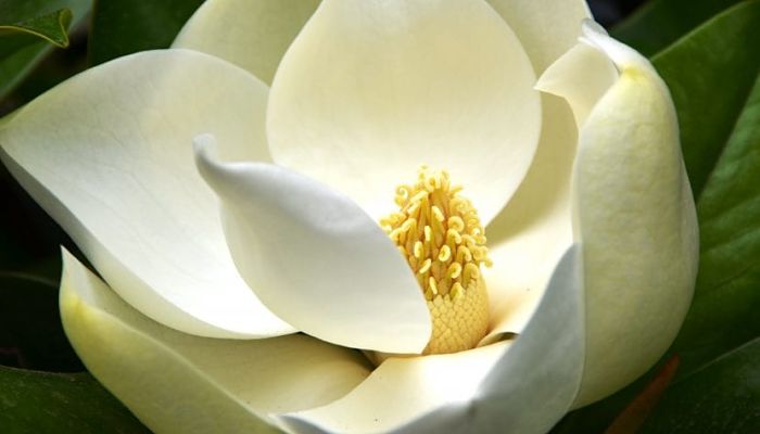 magnolias