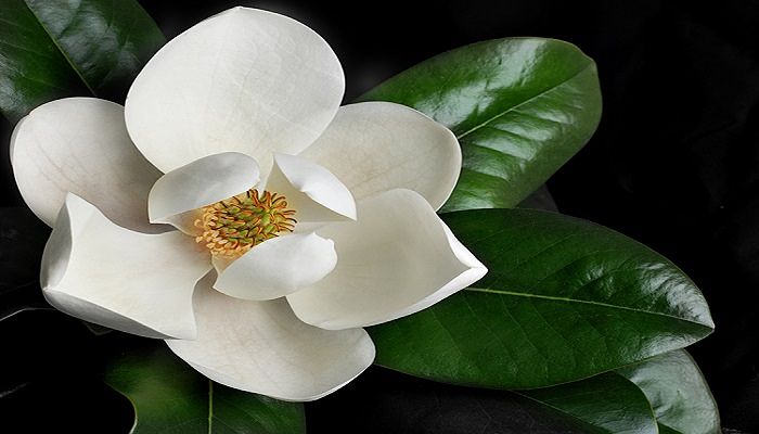 magnolia