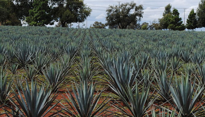 maguey