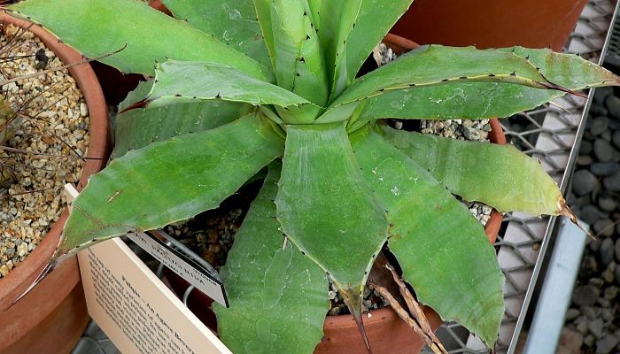 como se cultiva en maceta