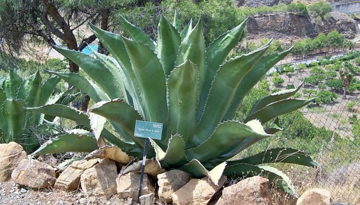 origen del maguey pulquero