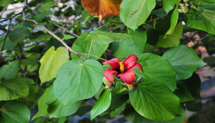 Flores de Majagua (Talipariti Elatum)