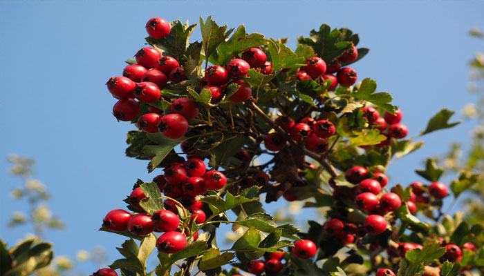 El fruto es una baya, y lleva dentro una semilla de color marrón