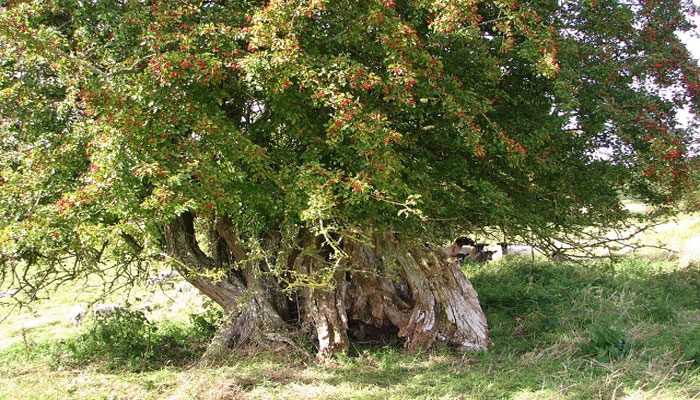 Majuelo (Crataegus monogyna)