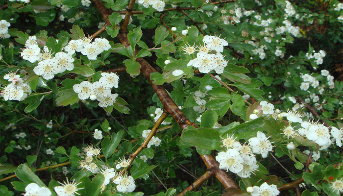 Sus flores tiene cinco pétalos y están dispuestas en densos racimos