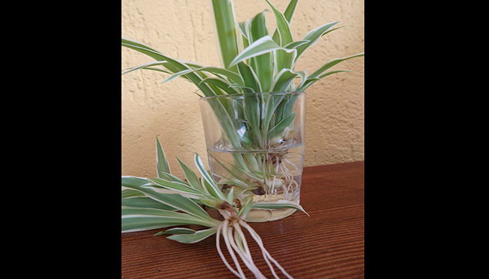 plantas Malamadre en el agua