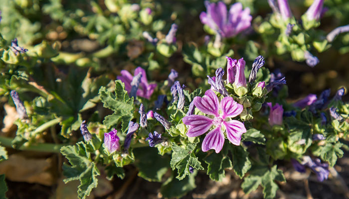 origen de la malva silvestre