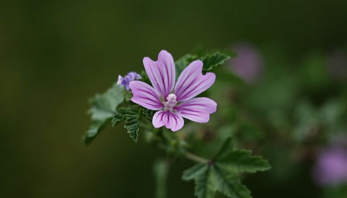 malva silvestre origen descripción cultivo cuidados propiedades