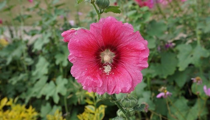 variedades de la malva silvestre