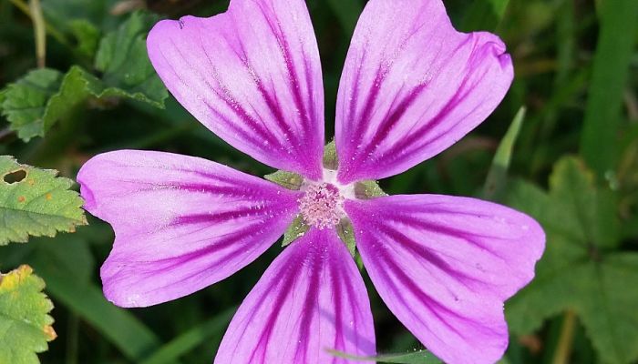 Malva Origen Descripci N Cultivo Cuidados Propiedades Gu A Completa