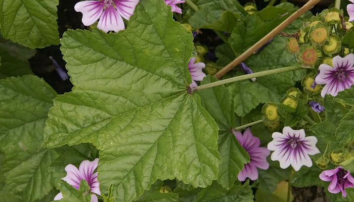 planta de malva