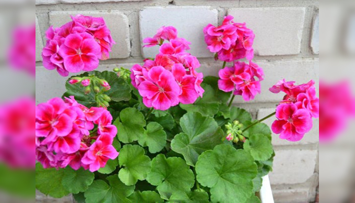 Malvones (Pelargonium × hortorum)