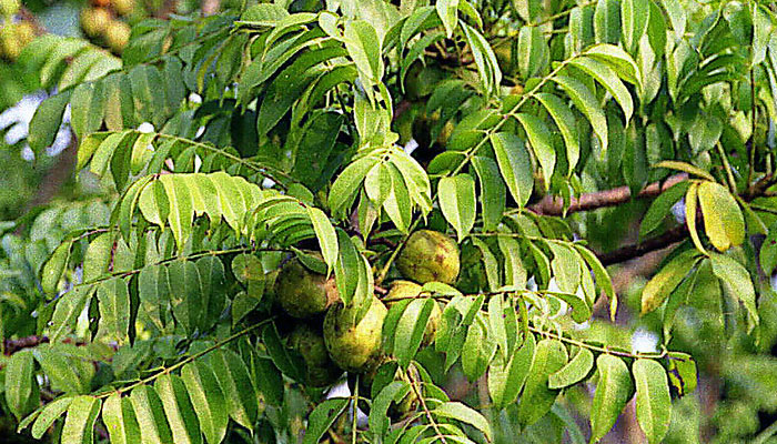 Rama de Spondias dulcis con hojas compuestas y frutos verdes