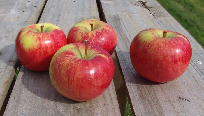 Cuatro manzanas McIntosh recogidas, sobre un banco de madera