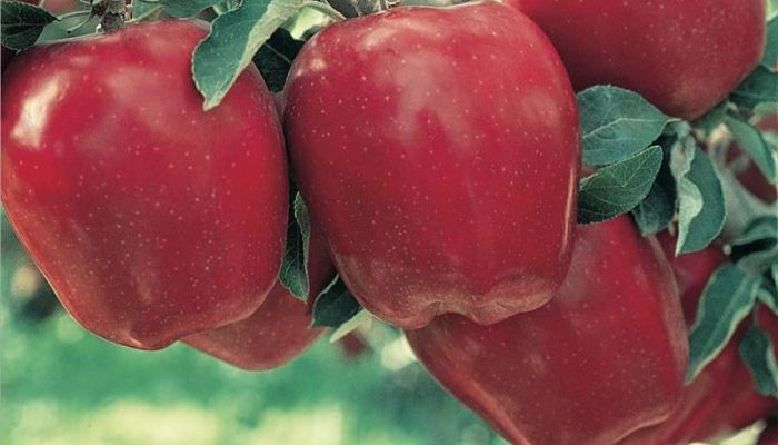 Manzana Red Delicious