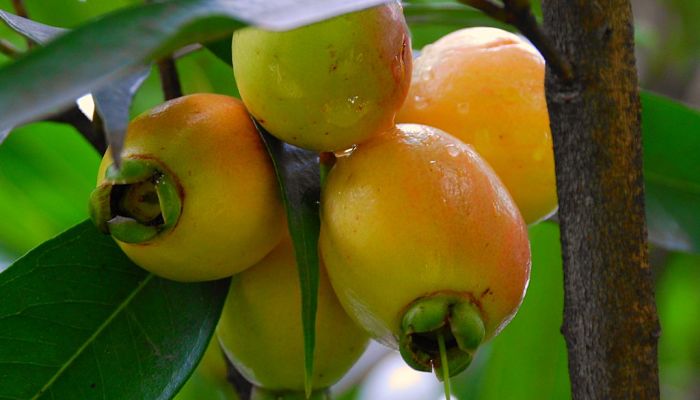 cosecha de la manzana rosa