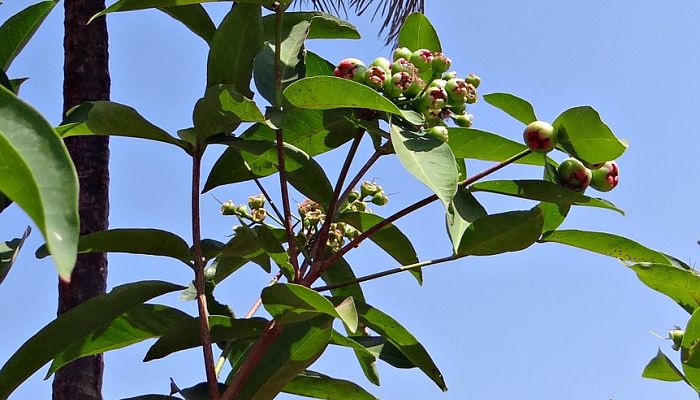 origen de la manzana rosa